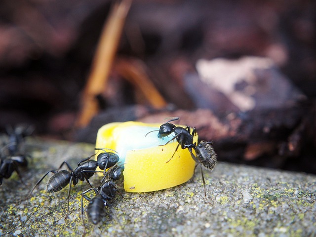 jídlo mravenci