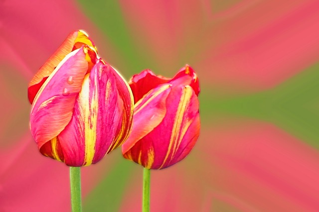 dva tulipÃ¡ny 